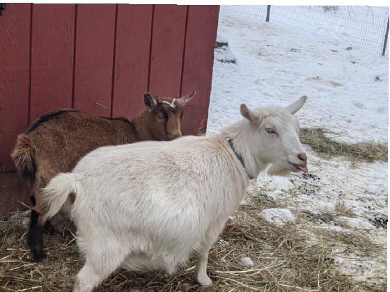 my goats