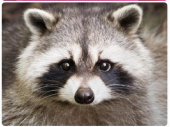 Racoon want WOPPER