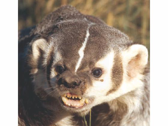 mad badger