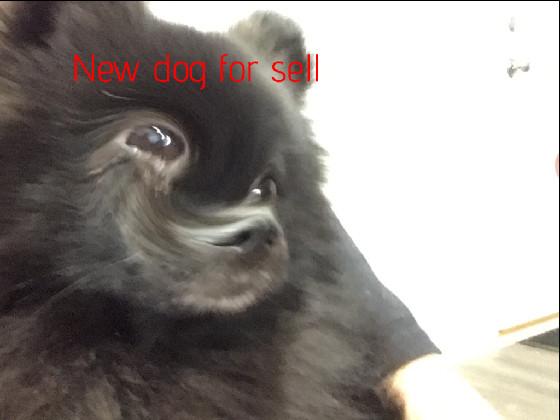 new dog for sell meme