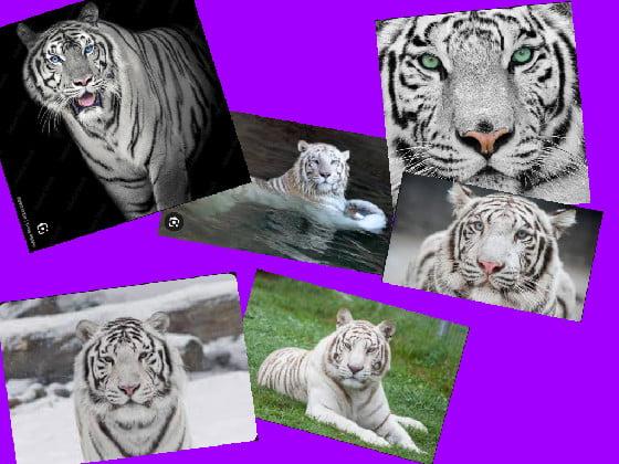 white tiger