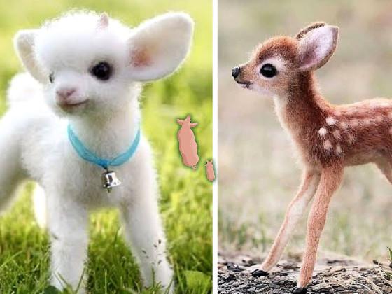 The cute animal🥰🥰🥰 1