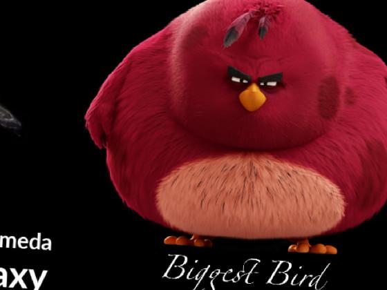 Da biggest bird 1 1