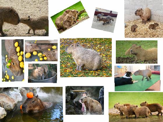 Capybara 🐖