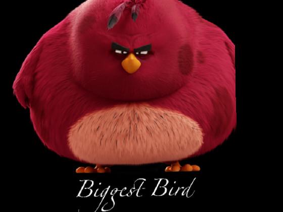 Da biggest bird 1 2