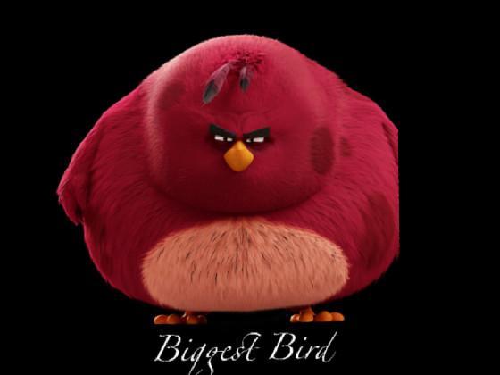 I’m the biggest bird