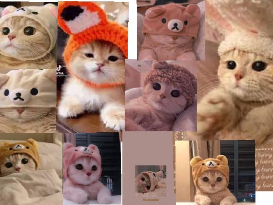 cute cats 💗 1 1