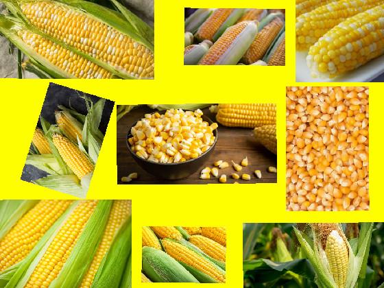 Corn 🌽