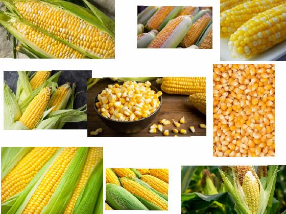 Corn 🌽 1