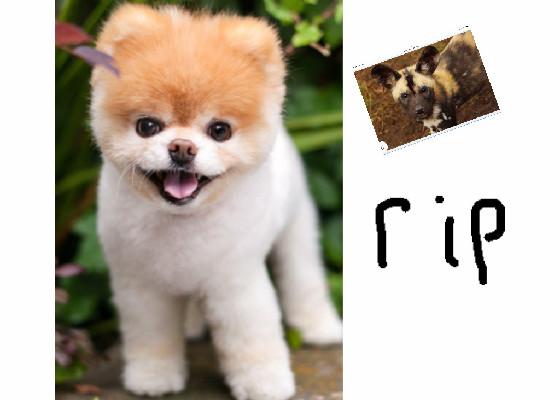 rip my dog die😭😭😭😭😭😭😭😭😭 1 1