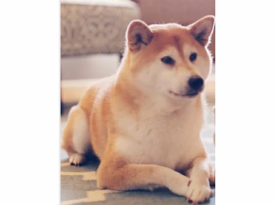 Doge!