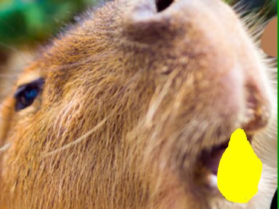 capybara eats lemon and almost dies