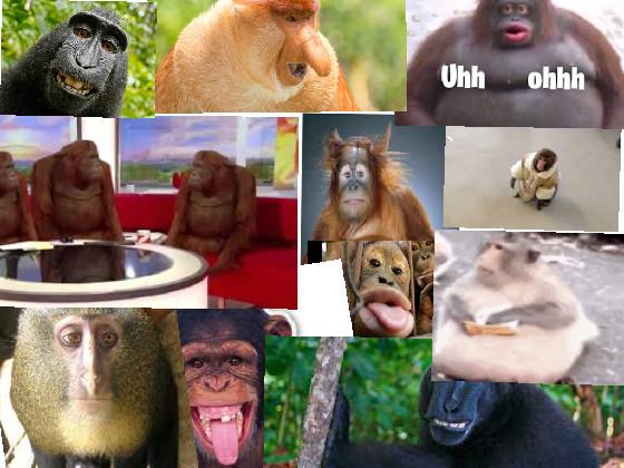 monkey pictures  1