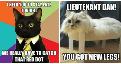 cat memes