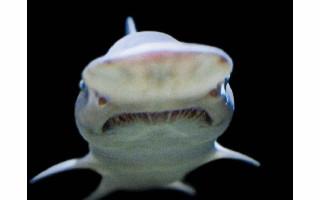 guess the shark