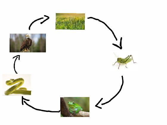 Food chain 