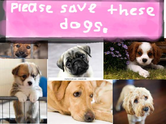please save these dogs