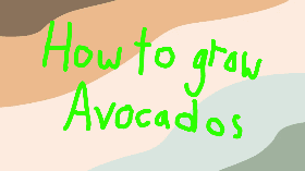 Avocados growing