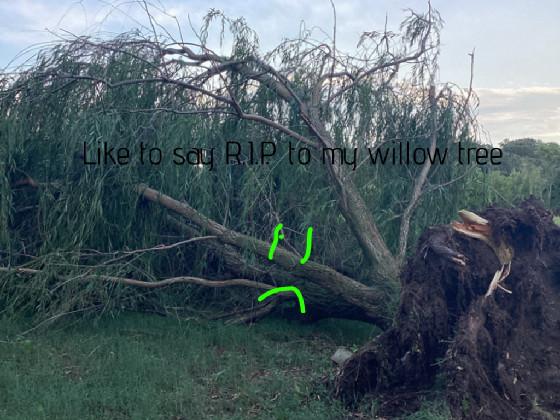 R.I.P. willow tree