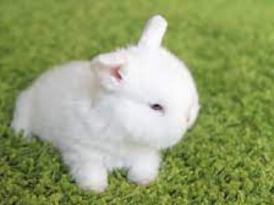 Like if my bunny is cute