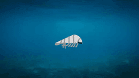 Swimming Isopod