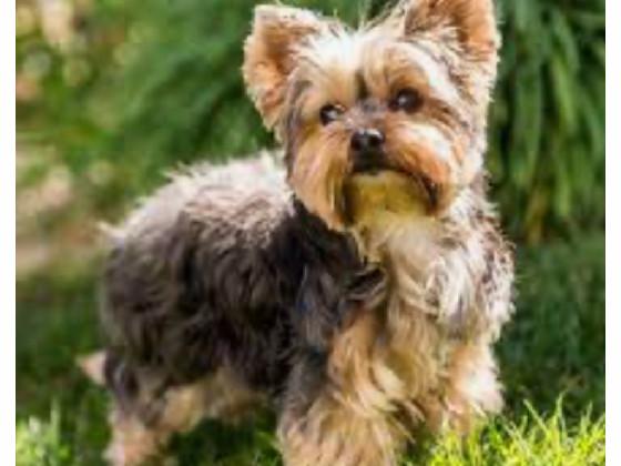 yorkie 🥰😍