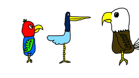 bird