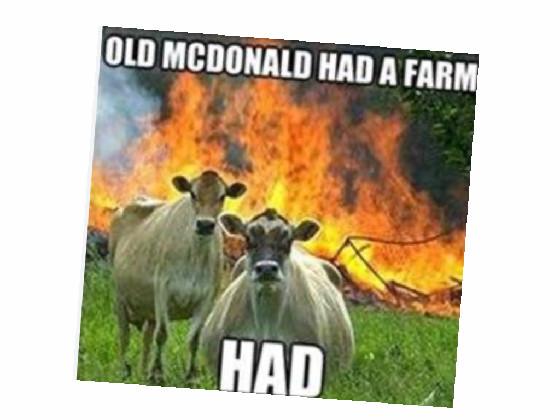 the cows