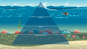 Ocean Ecological Pyramid