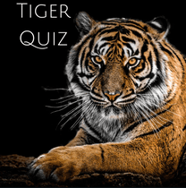 Tiger Quiz 1