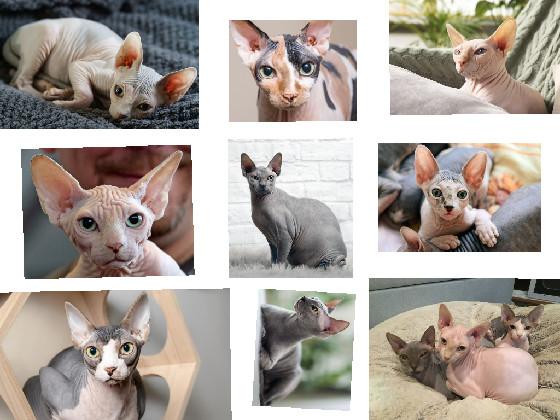 Hairless Cats🐱