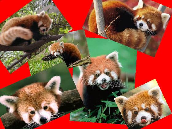 red panda😍😍