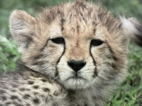 Cheetah cubs are cute 1