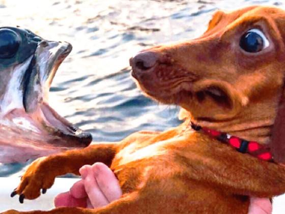 Dog vs fish  1