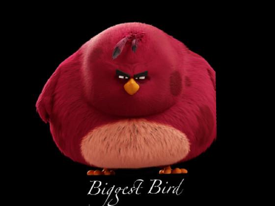 I’m the biggest bird 1