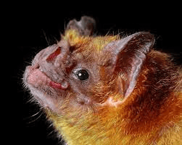 BAT