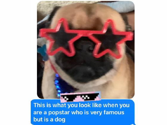 funny popstar dog meme 1