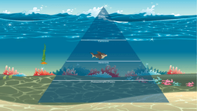 Ocean Ecological Pyramid