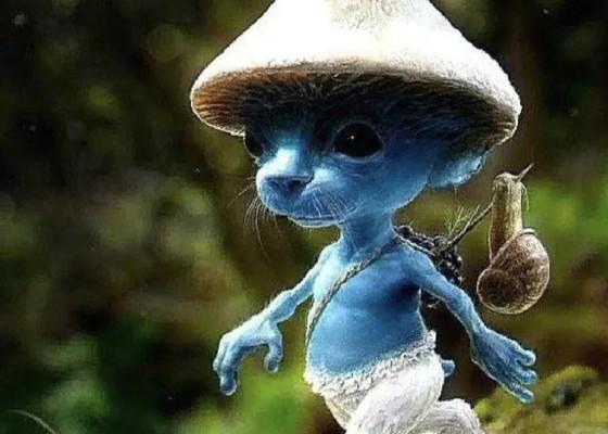 Smurf Cat  1