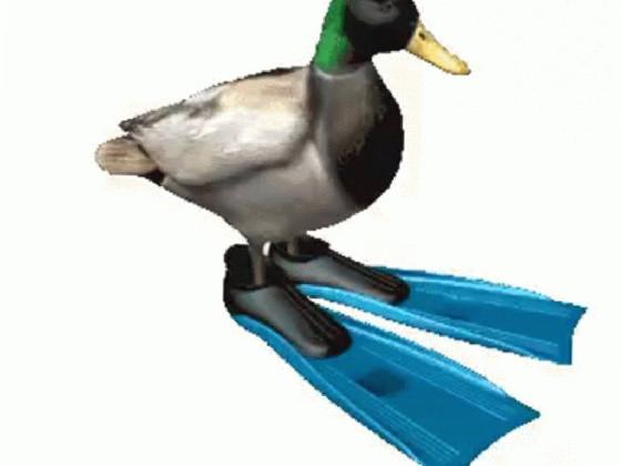 a duck