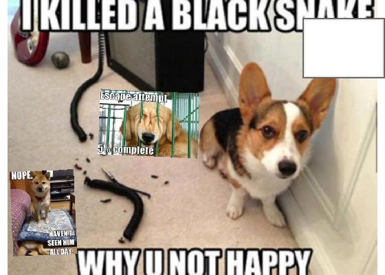 funny dog memes! 1