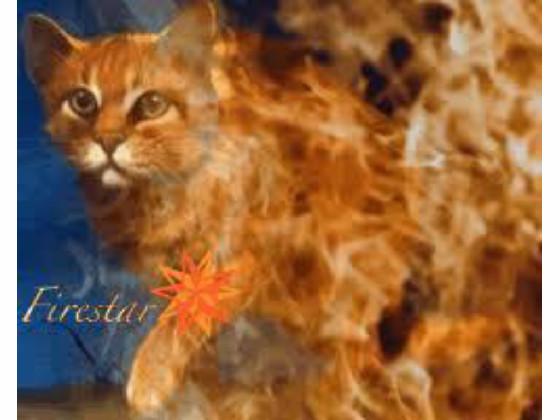 warrior cats