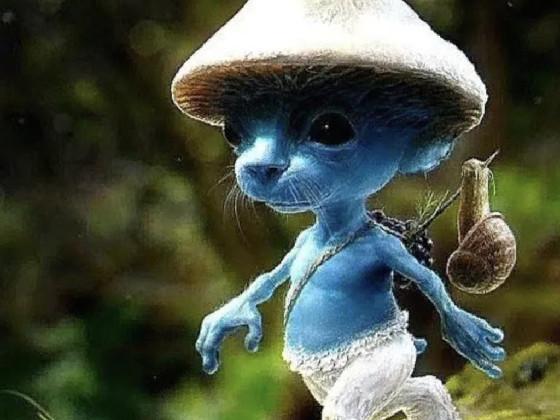 Smurf cat  1