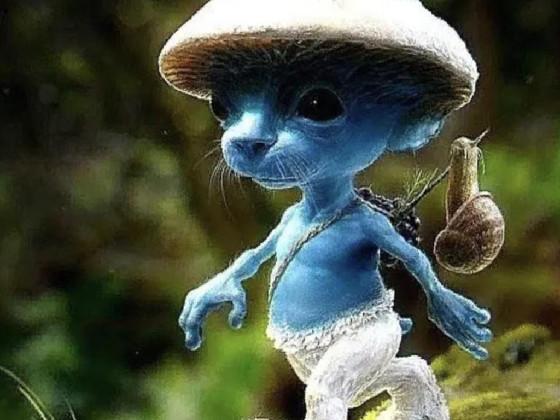 Smurf Cat