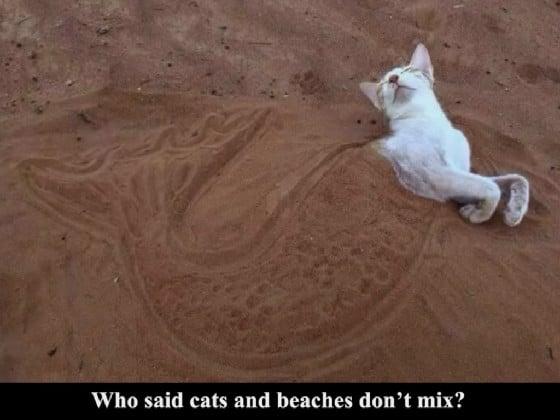 cats+beach=?