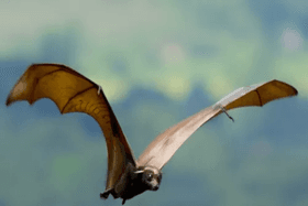 golden crowned flying foxes