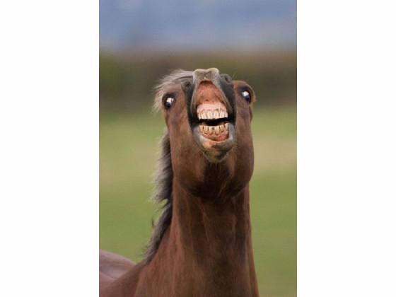 funny horse 1