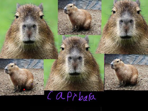 capybara