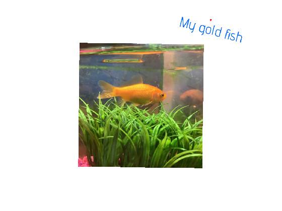 gold fish