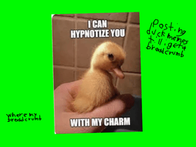 Funny duck MEMES (Remixed)